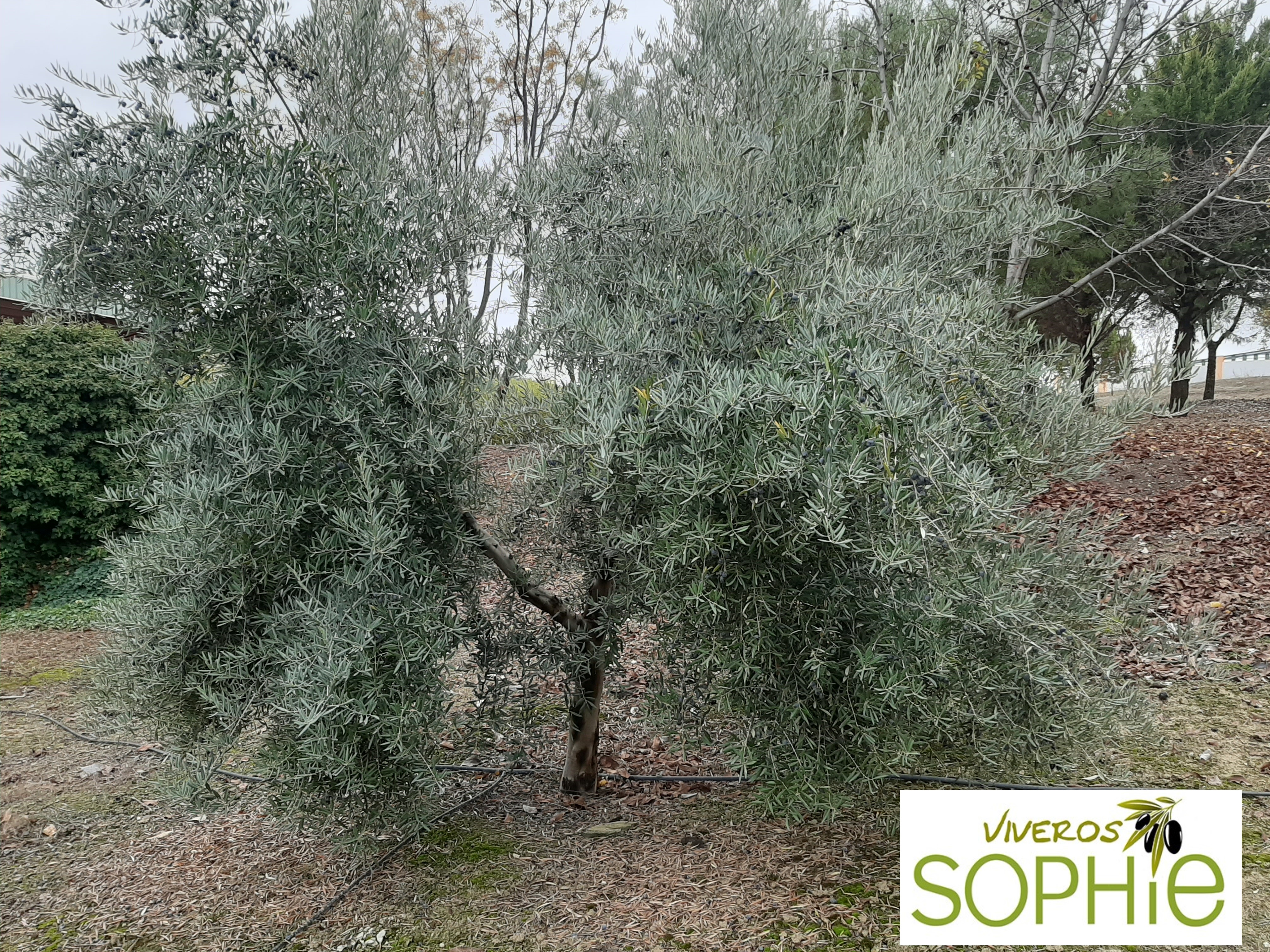 Variedad de olivo TOMATILLO